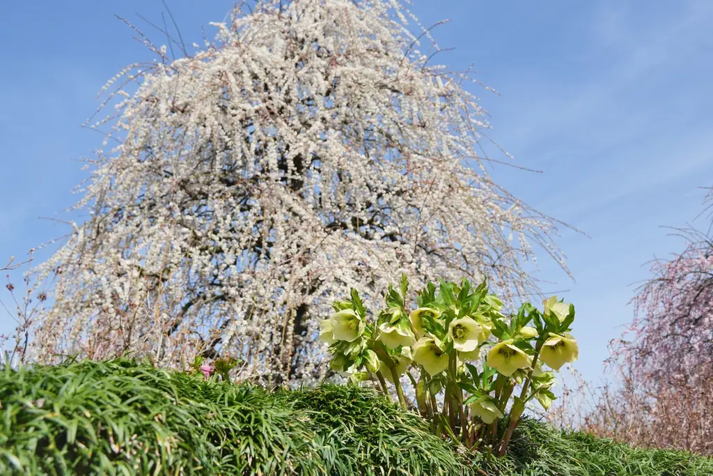 【速報】鈴鹿の森庭園のしだれ梅が間もなく見頃に。夜間ライトアップは2月25日から実施中 画像 4