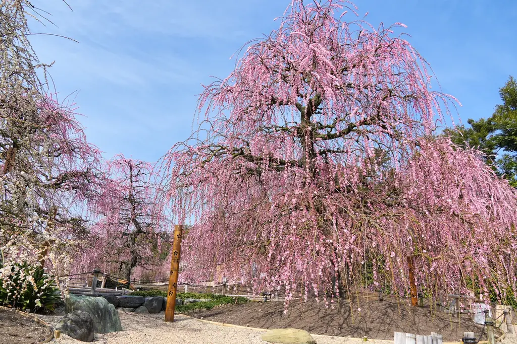 【速報】鈴鹿の森庭園のしだれ梅が間もなく見頃に。夜間ライトアップは2月25日から実施中 画像 5