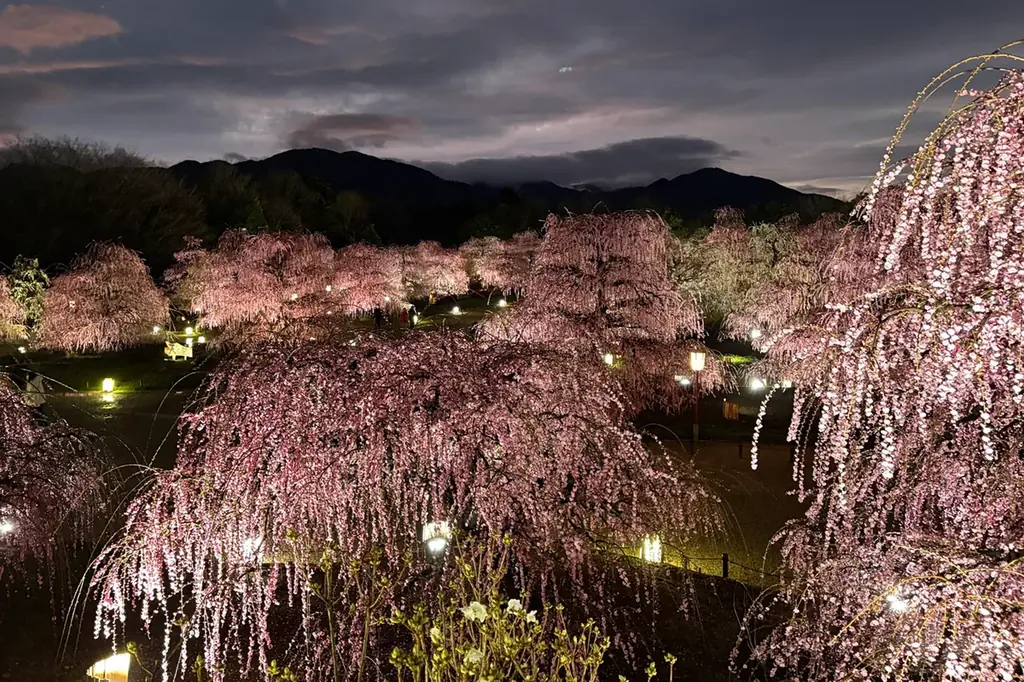 【速報】鈴鹿の森庭園のしだれ梅が間もなく見頃に。夜間ライトアップは2月25日から実施中 画像 6