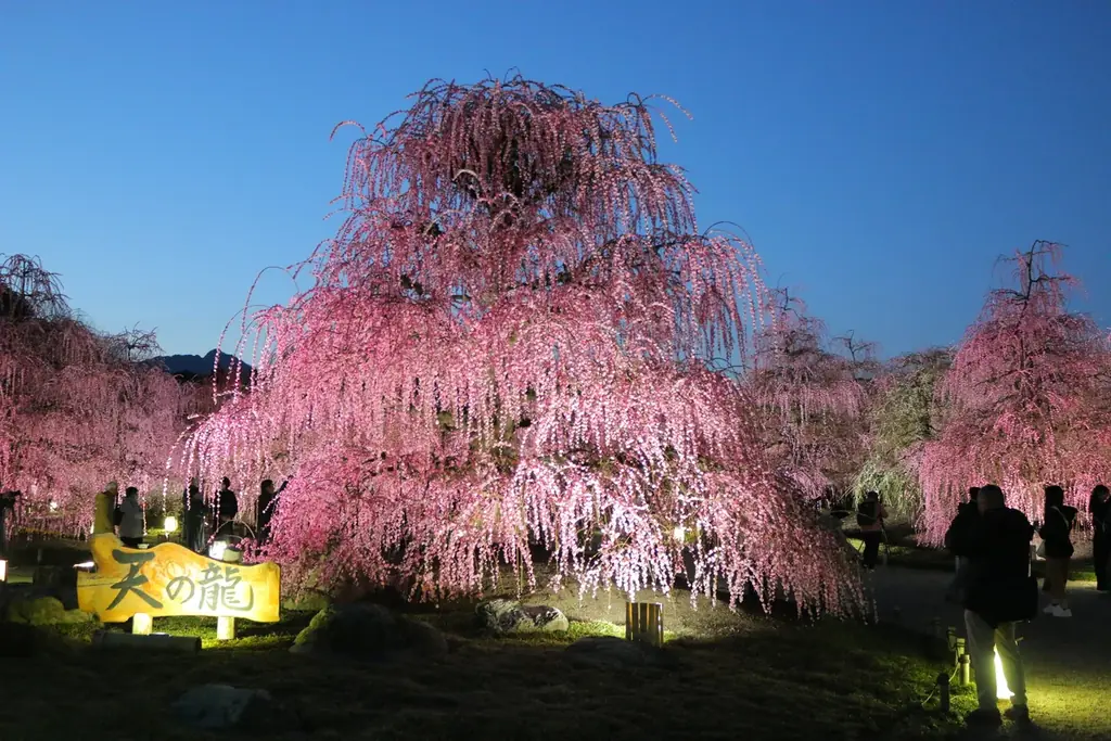 【速報】鈴鹿の森庭園のしだれ梅が間もなく見頃に。夜間ライトアップは2月25日から実施中 画像 7