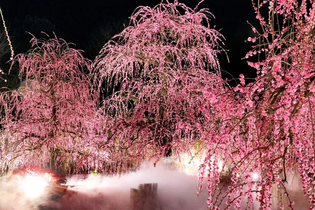 【速報】鈴鹿の森庭園のしだれ梅が間もなく見頃に。夜間ライトアップは2月25日から実施中 画像 8