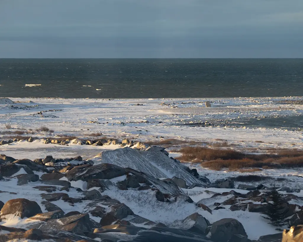 カナダグース、国際ホッキョクグマの日に北極への敬意と保全支援を込めた限定コレクションを発表 画像 3