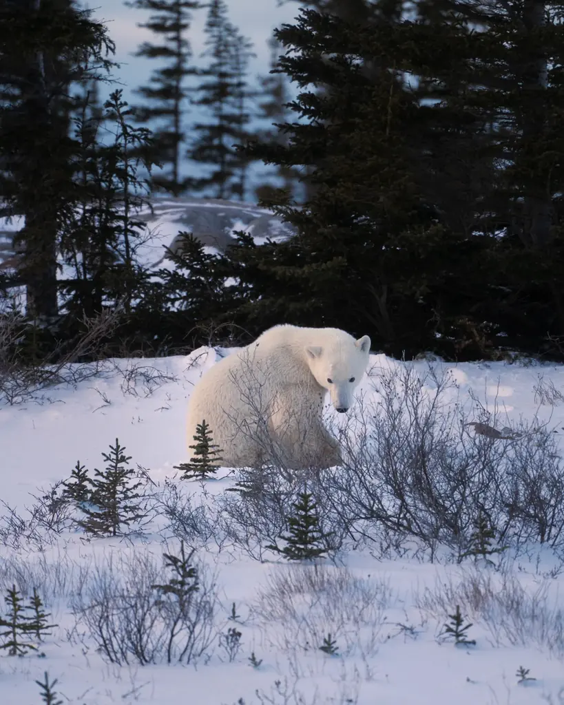 カナダグース、国際ホッキョクグマの日に北極への敬意と保全支援を込めた限定コレクションを発表 画像 4