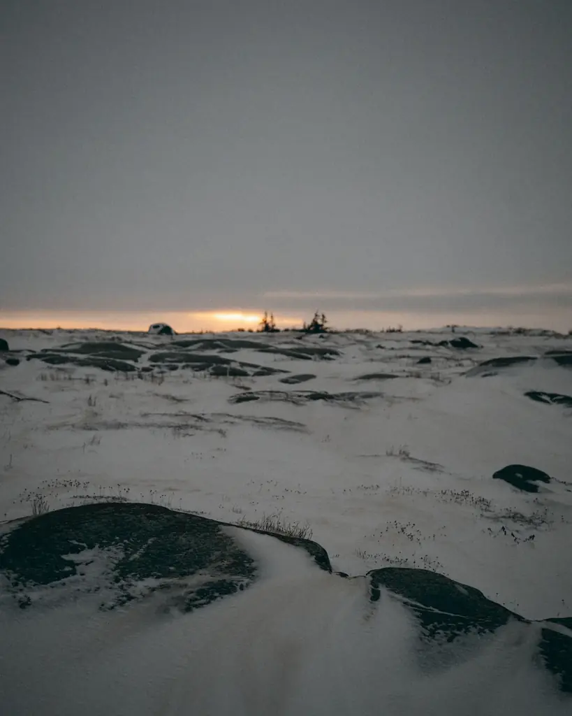 カナダグース、国際ホッキョクグマの日に北極への敬意と保全支援を込めた限定コレクションを発表 画像 6