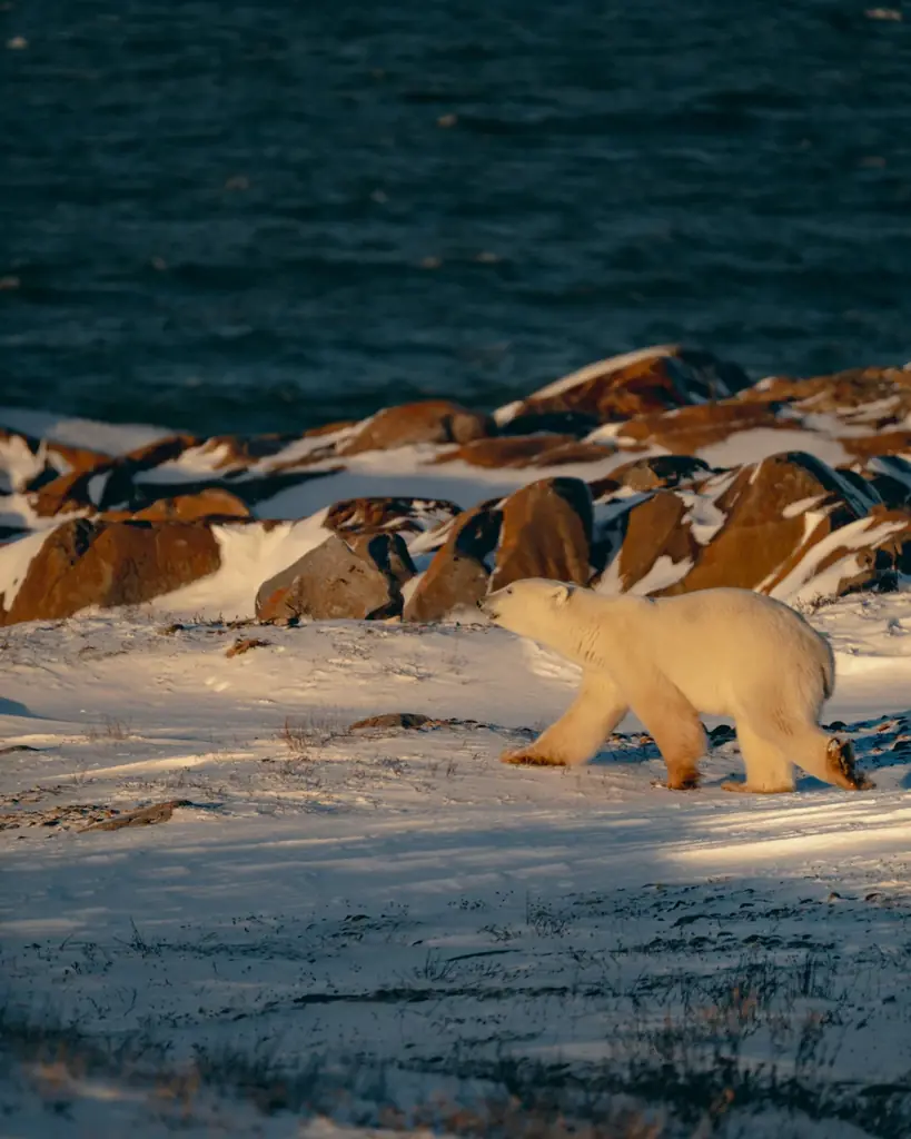 カナダグース、国際ホッキョクグマの日に北極への敬意と保全支援を込めた限定コレクションを発表 画像 7