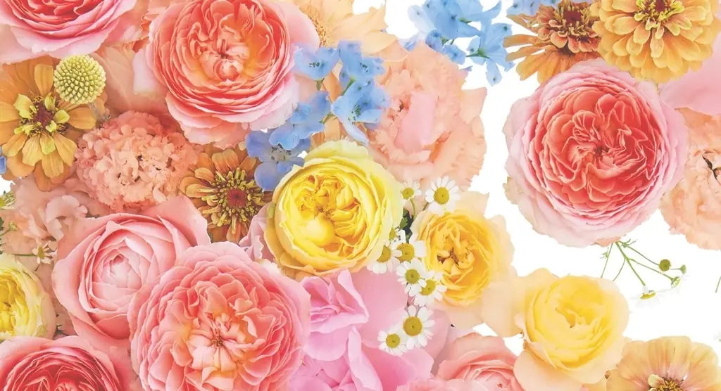 粧美堂のコスメブランド「Meica」×日比谷花壇が初コラボ。花束を贈られたような喜びを届けるスペシャルパッケージが誕生。 画像 3