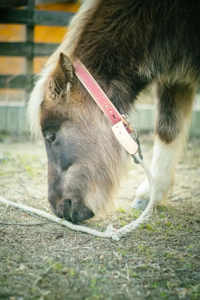 【2026/3/1リニューアルOPEN】大阪・奈良県境「暗峠」で、里山の休日を。絶景×たまご×キャンプ×どうぶつを一度に楽しめる「クラガリビレッジ」が本格始動 画像 10