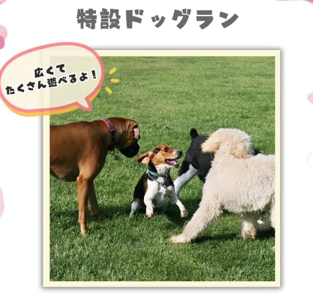 いよいよ開催！【水元ドッグフェスティバル】2026年2月28日・3月1日 画像 4