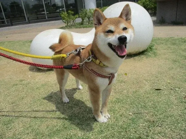 【残り6日】「人と動物が共生するまち」を目指して、愛知県豊橋市が実施中のクラウドファンディングへの温かいご支援をお願いします！！ 画像 6