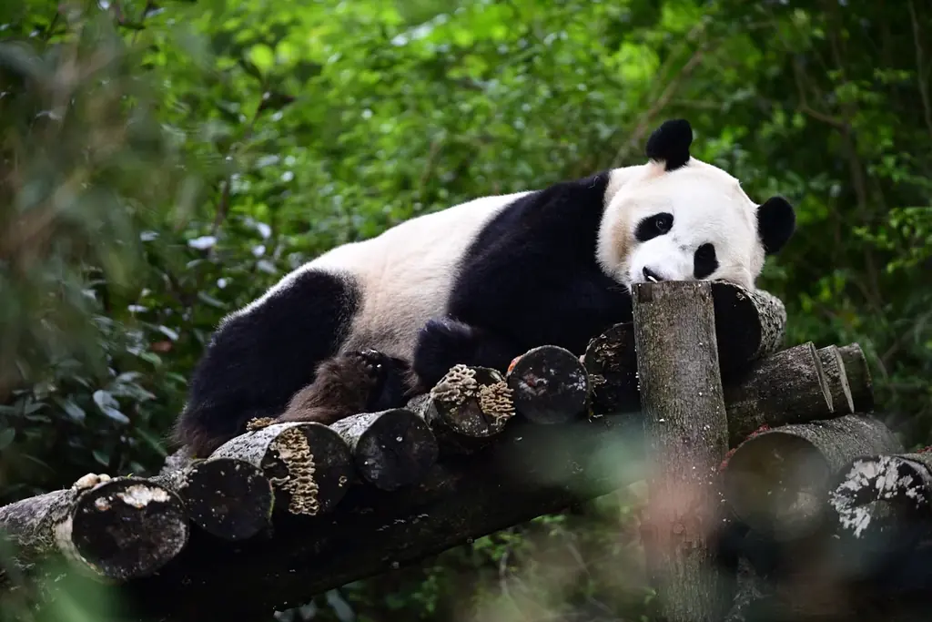 【3日間限定】祝・大阪初開催！ 「初めまして、大阪！ 春の大パンダ展」を開催！ 画像 2