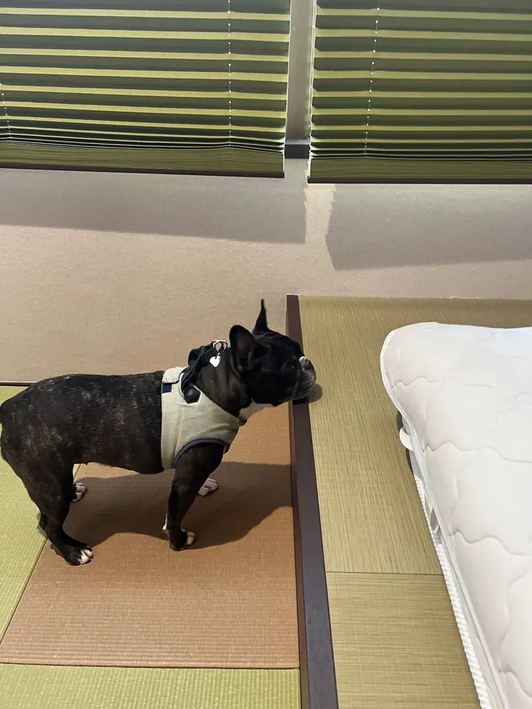 徳島拠点の株式会社ストーンハート、島根県出雲市の温泉宿「四季荘」で地方創生✕SNS運用代行を本格始動 画像 8