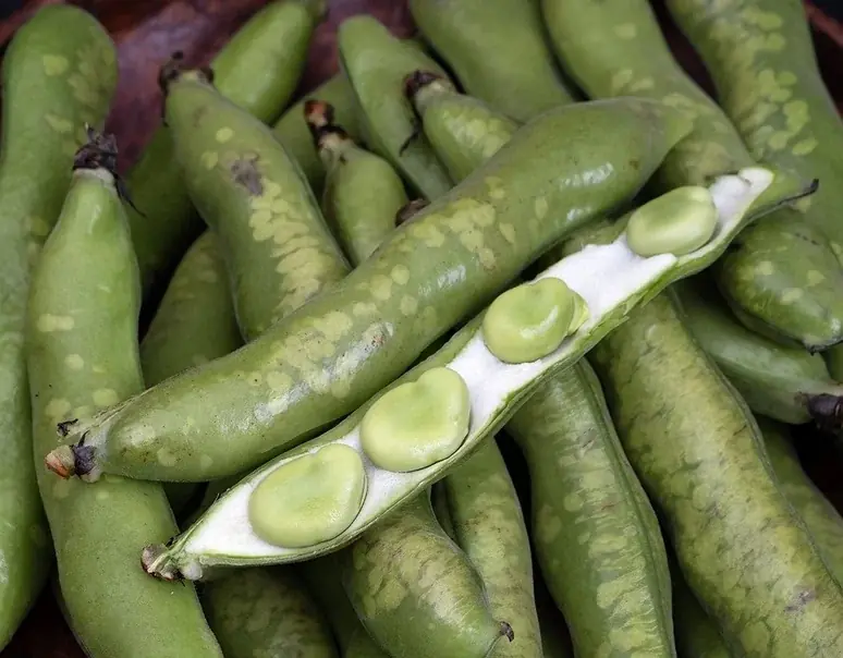 鹿児島県産ちょっと訳あり「しもやけそらまめ」を豊洲市場ドットコムでお取り寄せ！市場から直送する新鮮な空豆をたっぷり楽しんでください。 画像 2
