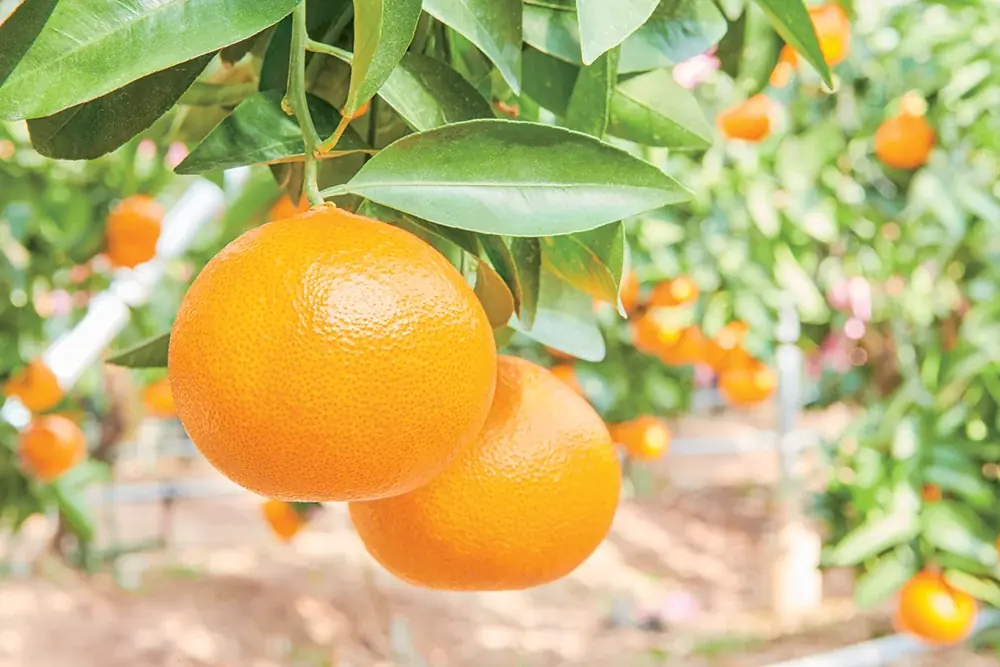 【まじめえひめ公式X プレゼントキャンペーン】柑橘のサラブレッド！？愛媛の柑橘のニューフェイス“紅プリンセス”をプレゼント！ 画像 4