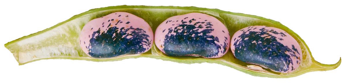 群馬県産の花豆と乳製品からつくられた、地域の恵みをぎゅっと詰め込んだ新感覚のアイススイーツ「アイス花豆サンドウィッチ GUNMA」を販売開始 画像 2