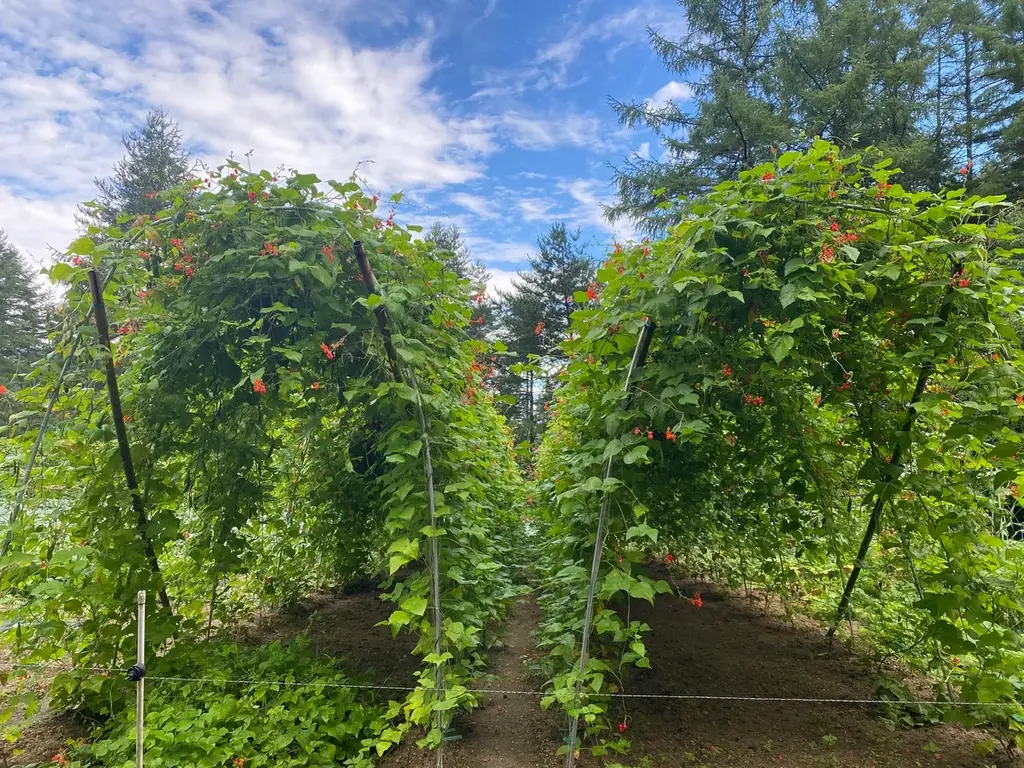 群馬県産の花豆と乳製品からつくられた、地域の恵みをぎゅっと詰め込んだ新感覚のアイススイーツ「アイス花豆サンドウィッチ GUNMA」を販売開始 画像 4