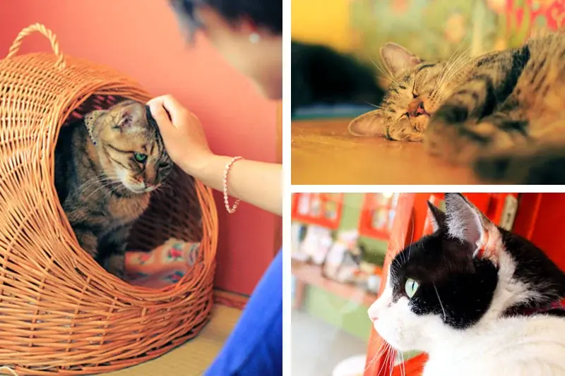 猫好き、全員集合！「ネコ市ネコ座2026」名古屋・吹上ホール開催。　みりちゃむ初登場＆敦士ら豪華ゲストと”猫が助かる、猫祭り”4月29日（水・祝日）開催 画像 18