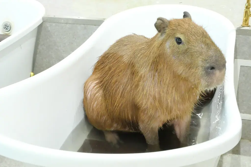 14時から街ごとまるっと遊び放題！3月3日(火)から5月31日(日)の期間、「東京ドームシティ まるごとパスポート」に最大1,800円お得な「午後からの春割」が限定で登場 画像 15