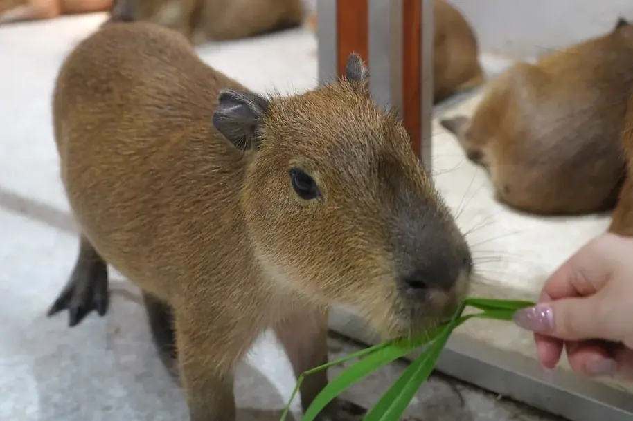14時から街ごとまるっと遊び放題！3月3日(火)から5月31日(日)の期間、「東京ドームシティ まるごとパスポート」に最大1,800円お得な「午後からの春割」が限定で登場 画像 8