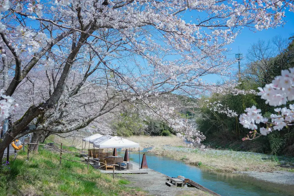 春の桜の下でアウトドアサウナと清流を楽しむサウナイベント。COMORIVERで「お花見サウナフェス2026」を開催。 画像 11