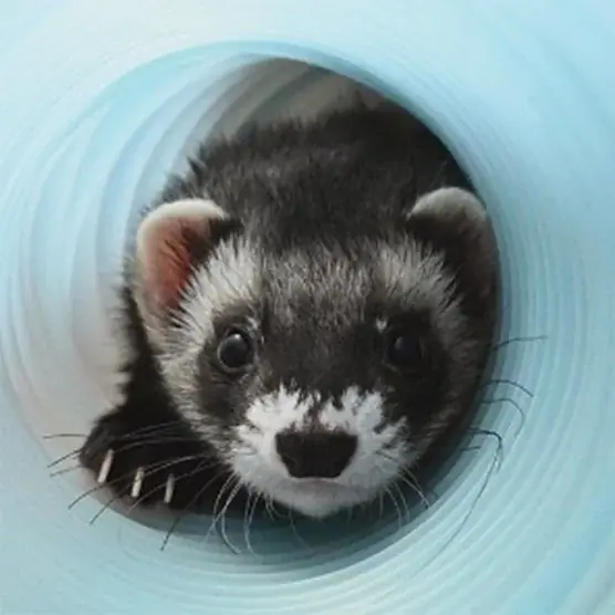 Houdini導入、どう始める？3/24（火）イベント「ゲーム開発のためのパイプラインの考え方」開催（東京・新橋） 画像 3