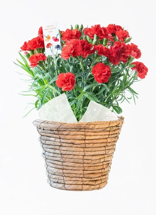 【HitoHana(ひとはな)】母の日ギフト2026予約受付開始！溢れんばかりのたっぷりのお花を贈る – カーネーションギフト、胡蝶蘭、産直、観葉植物、人気ブランドとのセットギフトも 画像 17