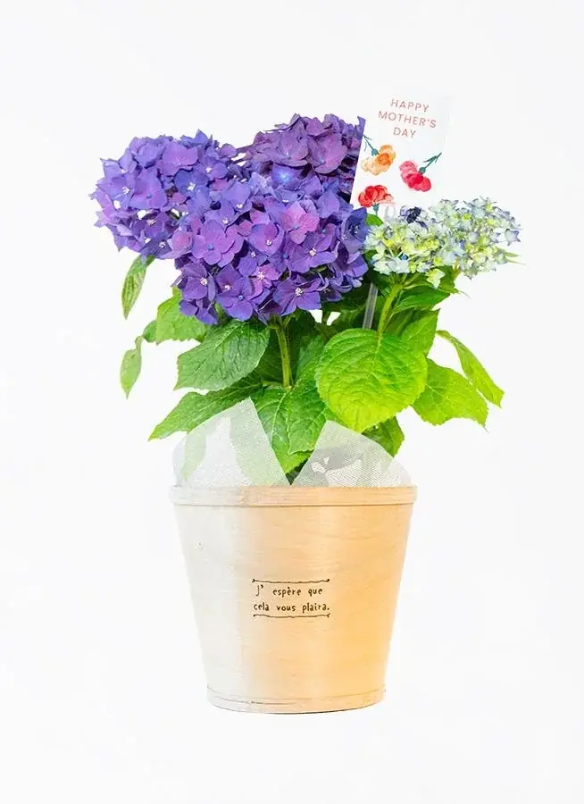 【HitoHana(ひとはな)】母の日ギフト2026予約受付開始！溢れんばかりのたっぷりのお花を贈る – カーネーションギフト、胡蝶蘭、産直、観葉植物、人気ブランドとのセットギフトも 画像 18