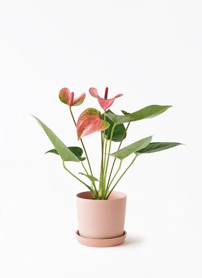 【HitoHana(ひとはな)】母の日ギフト2026予約受付開始！溢れんばかりのたっぷりのお花を贈る – カーネーションギフト、胡蝶蘭、産直、観葉植物、人気ブランドとのセットギフトも 画像 23