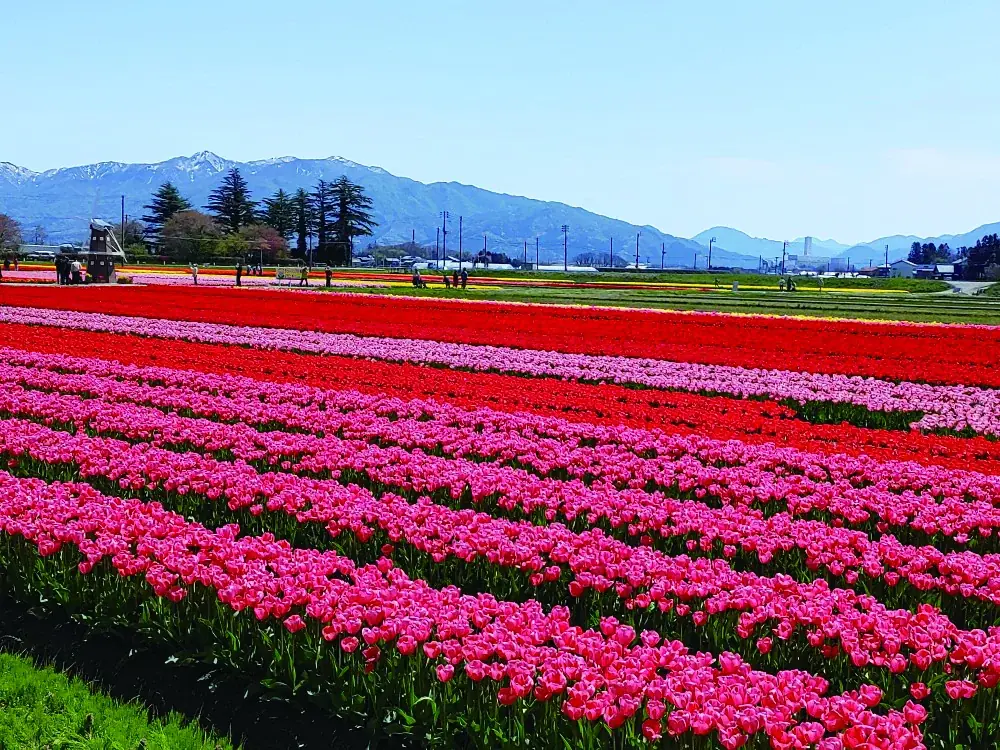 春の五泉は花ざかり。桜・チューリップ・牡丹が彩る「五泉四華」シーズン到来「GO！GO！ごせんNEWS」2026年4・5月号を発行しました 画像 5