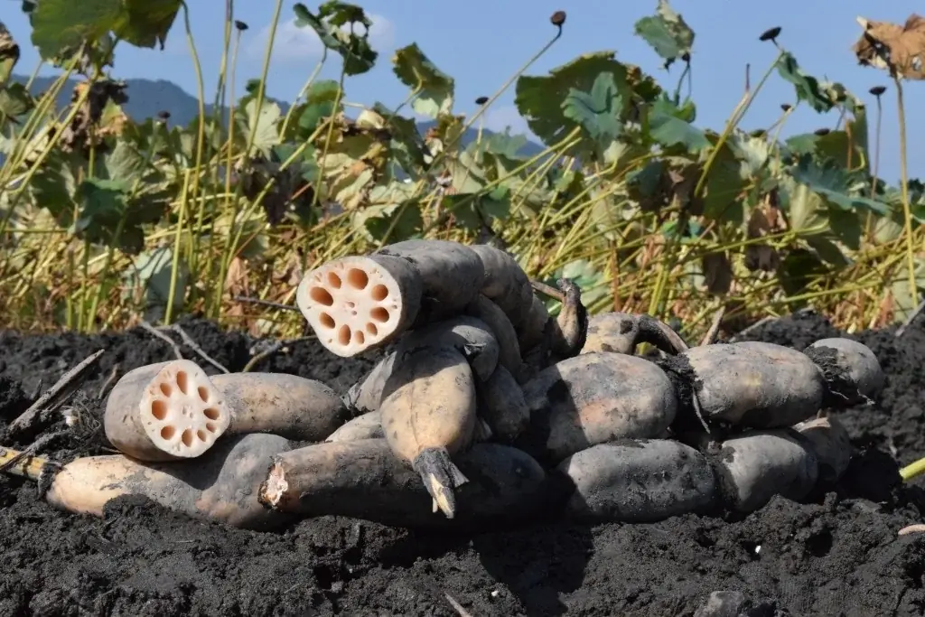 山口県岩国市の魅力と、れんこん×チョコレートの楽しさを全国に！　ゴディバ「岩国れんこんチップス チョコレート」発売 画像 2