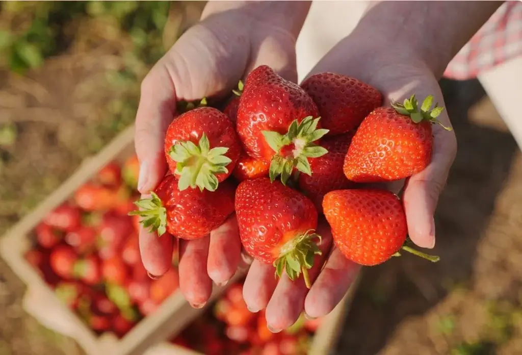 【Bi*fuku(美福)】3月5日（木）京都府木津川市にグランドオープン。農場直送「美水いちご」を使用したスイーツ専門店。 画像 2