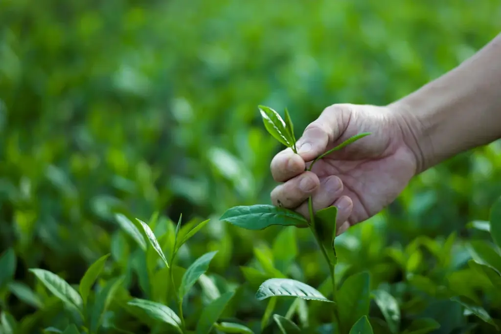 【界 霧島】荒茶生産量全国1位の鹿児島で新茶を堪能する「霧島茶三昧滞在2026」提供開始 画像 6