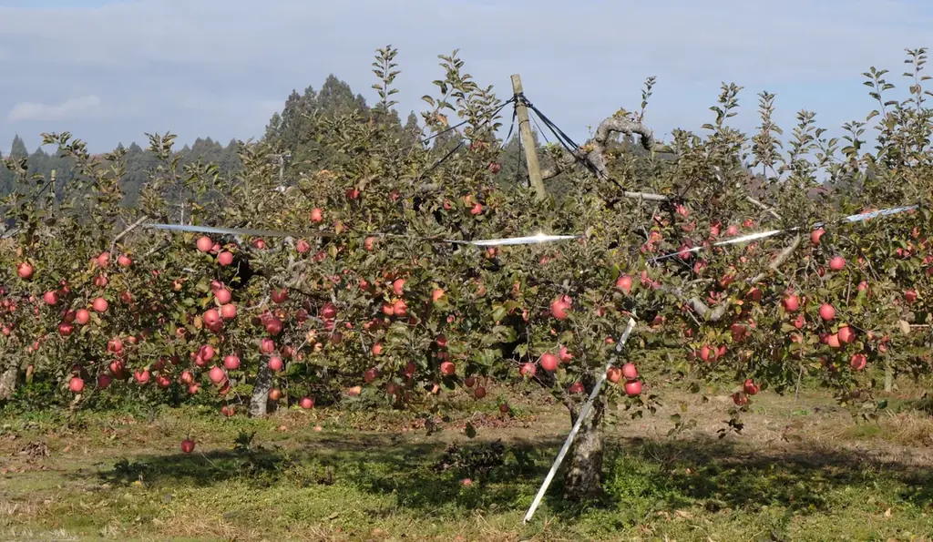 【一樽限定】りんご純度100％の贅沢リキュール「一樽の林檎酒」を販売開始 画像 3