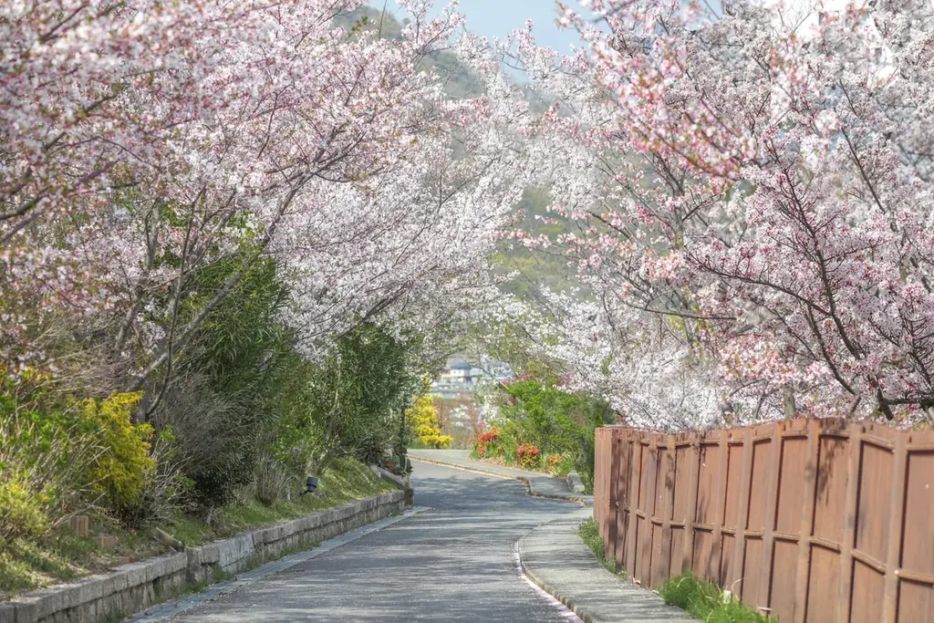 【神戸・桜の隠れスポット】結婚式場「SOLA KOBE」を特別開放　4月3日(金) 一夜限りの『お花見ディナー』を開催 画像 2