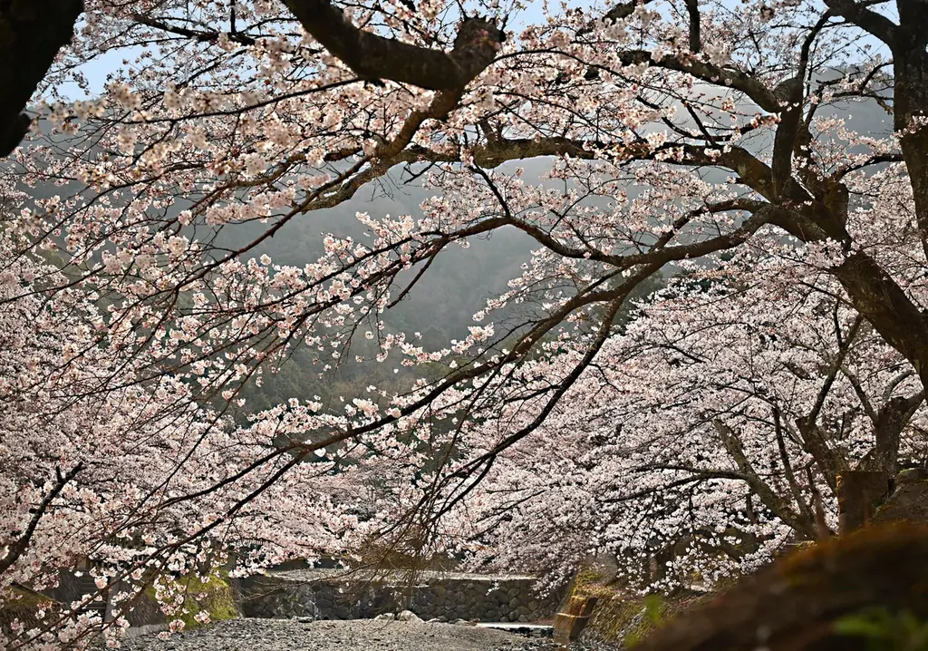 3月28日開幕｜亀岡さくらウィーク 1km1500本桜トンネル