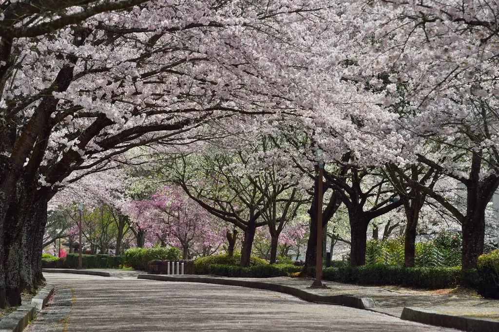 1kmに1,500本と京都丹波随一の規模！桜のトンネルが織りなす昼夜の絶景も！京都府亀岡市で3月28日から「2026亀岡さくらウィーク」を開催 画像 2