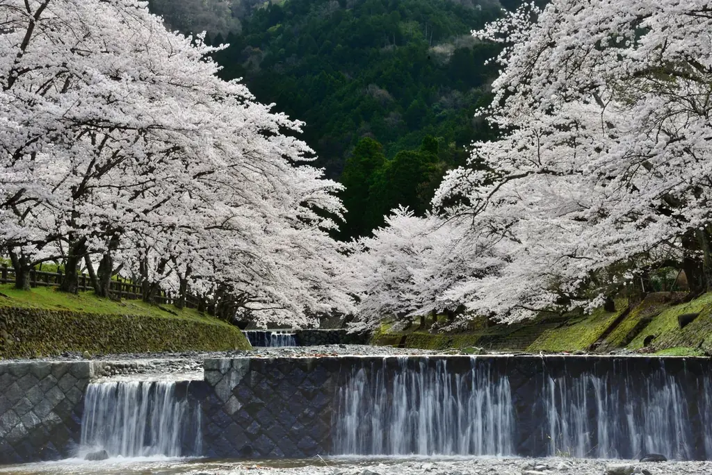 1kmに1,500本と京都丹波随一の規模！桜のトンネルが織りなす昼夜の絶景も！京都府亀岡市で3月28日から「2026亀岡さくらウィーク」を開催 画像 3
