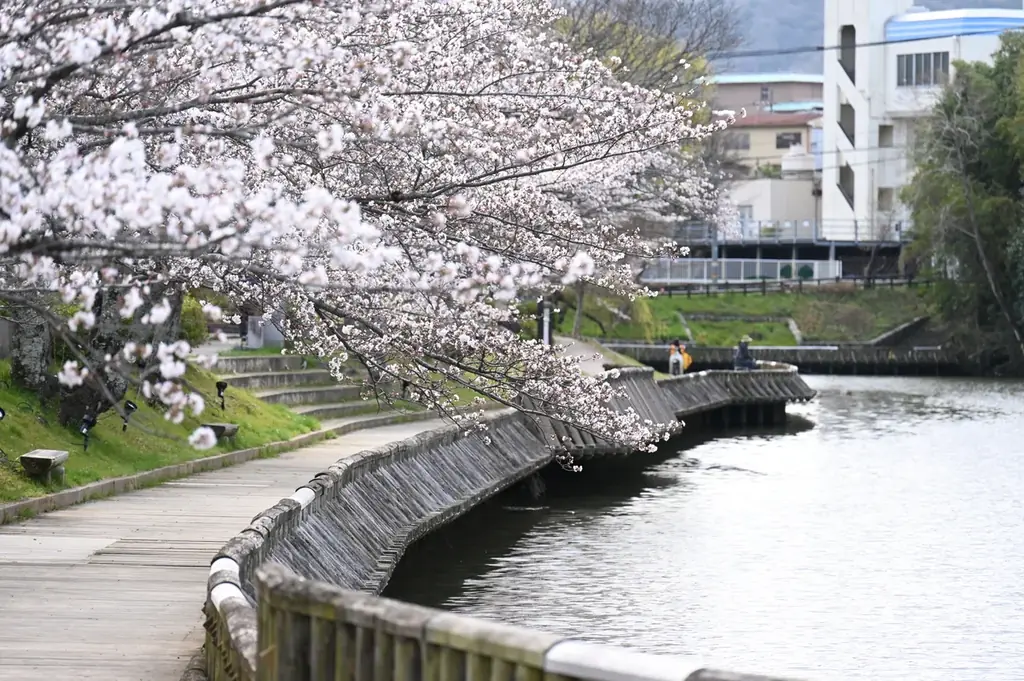 1kmに1,500本と京都丹波随一の規模！桜のトンネルが織りなす昼夜の絶景も！京都府亀岡市で3月28日から「2026亀岡さくらウィーク」を開催 画像 5