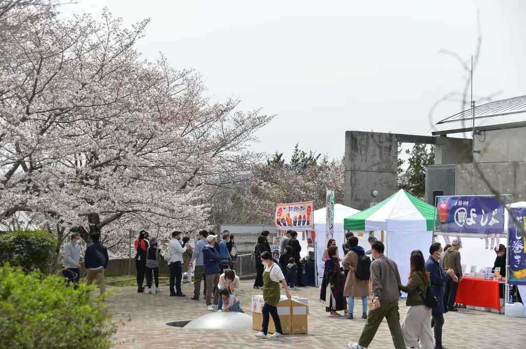1kmに1,500本と京都丹波随一の規模！桜のトンネルが織りなす昼夜の絶景も！京都府亀岡市で3月28日から「2026亀岡さくらウィーク」を開催 画像 8