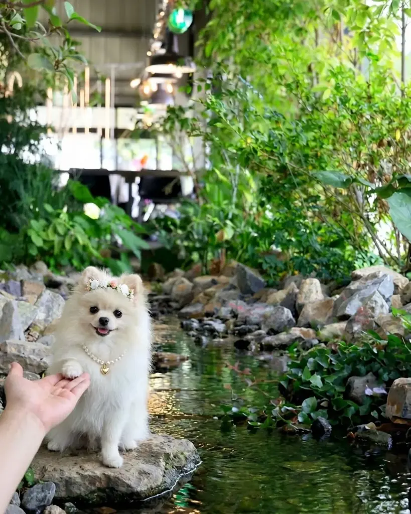 毎回好評の愛犬と楽しむ人気イベント「わたしのワンコマルシェ」3月21日・22日開催【WHATAWON／大阪・岸和田】 画像 7