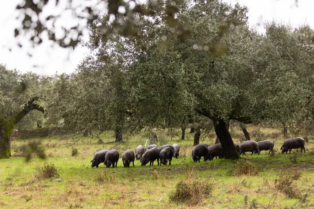 3月10日開始｜FOODEXで示すイベリコハムの透明性