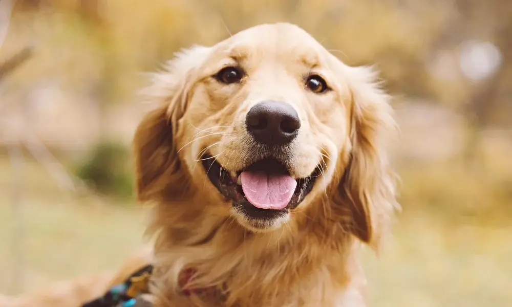 愛犬と行くスポーツ観戦！ビーチバレー大会観戦イベント開催! 画像 12