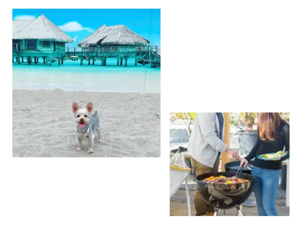 愛犬と行くスポーツ観戦！ビーチバレー大会観戦イベント開催! 画像 2