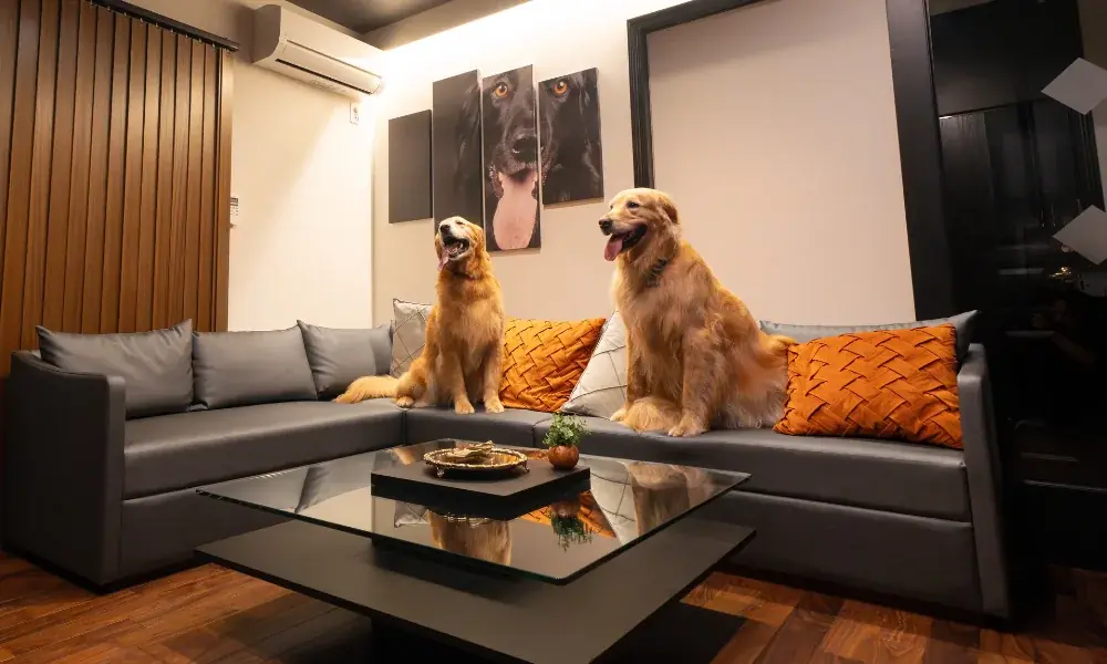 愛犬と行くスポーツ観戦！ビーチバレー大会観戦イベント開催! 画像 7