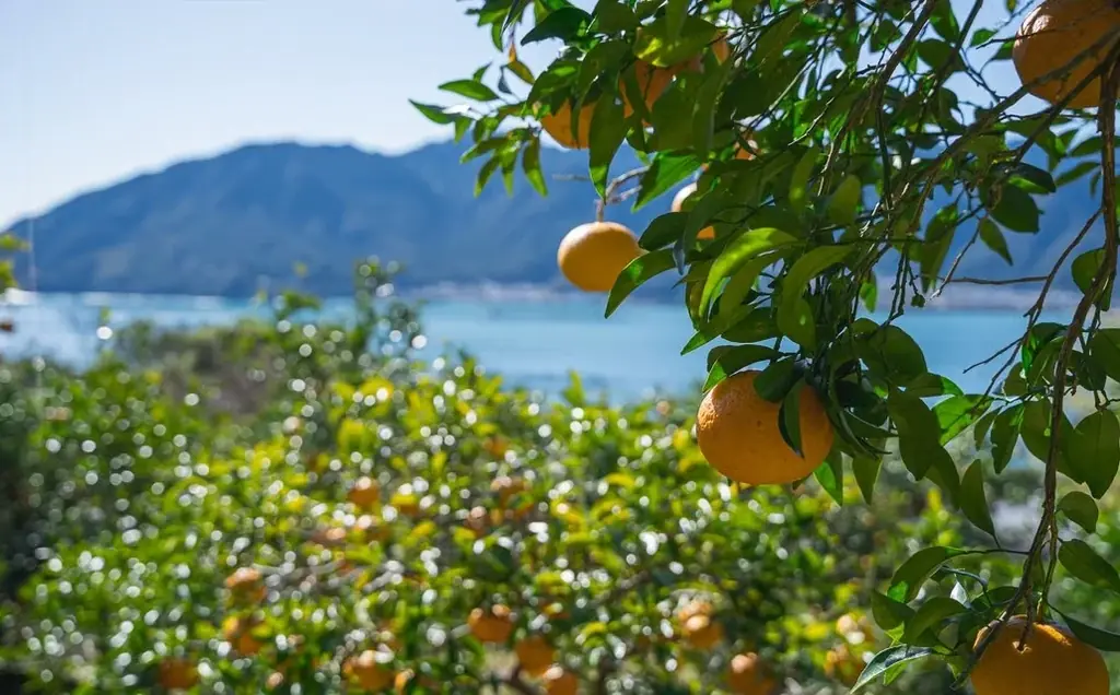 世界大会優勝パティシエが、尾鷲市「平山農園」で有機・無農薬栽培で育てられた甘夏を使用したスイーツを開発！3月18日（水）メディア向け試食会のご案内 画像 1