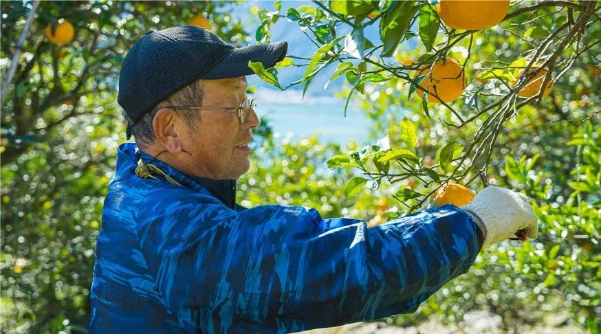 世界大会優勝パティシエが、尾鷲市「平山農園」で有機・無農薬栽培で育てられた甘夏を使用したスイーツを開発！3月18日（水）メディア向け試食会のご案内 画像 8