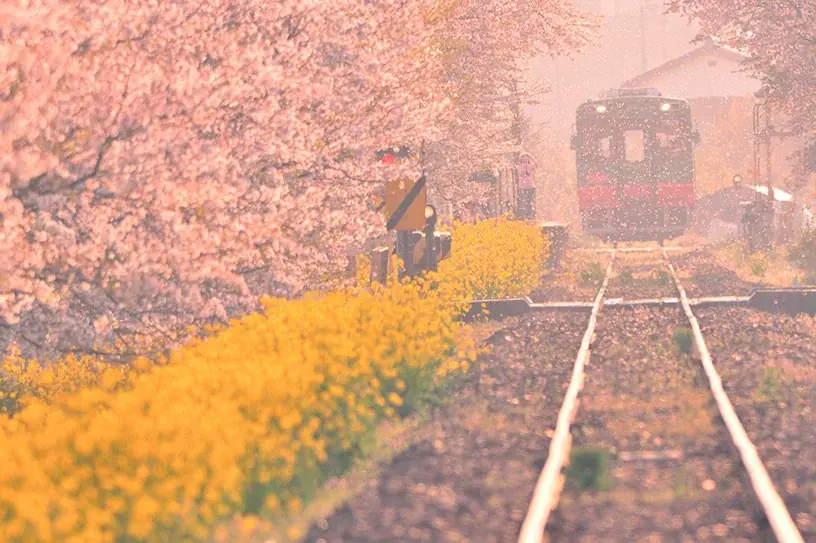 『サライ』の最新号は、「演芸 令和の名人」を大特集。 落語・講談・浪曲の３大話芸のスーパースターの芸の本領に迫ります。 画像 6