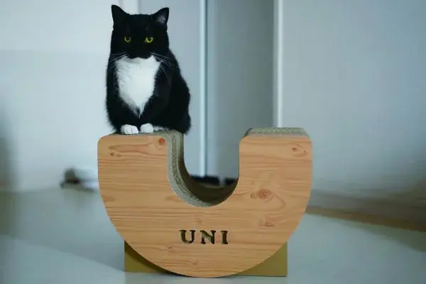 関西最大級の猫グッズイベント「にゃんこ博覧会２０２６」　　　　　　　　　　　　５月２日（土）・３日（日）グランフロント大阪で開催！ 画像 10