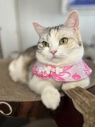 関西最大級の猫グッズイベント「にゃんこ博覧会２０２６」　　　　　　　　　　　　５月２日（土）・３日（日）グランフロント大阪で開催！ 画像 8