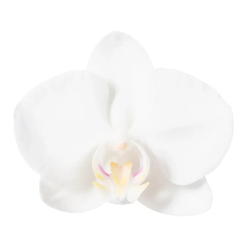 食べられる胡蝶蘭（エディブルオーキッド）の販売を開始。 画像 10