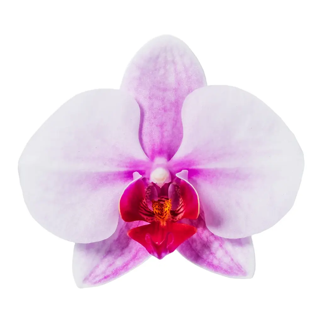 食べられる胡蝶蘭（エディブルオーキッド）の販売を開始。 画像 11